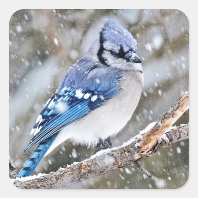 Blue Jay in a Snowstorm Square Sticker (Front)