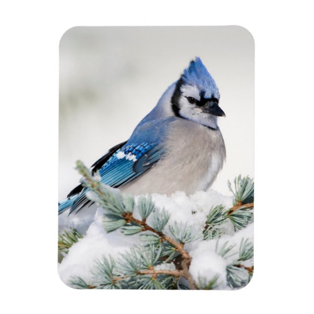 Blue Jay in Blue Atlas Cedar Magnet (Vertical)
