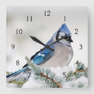 Blue Jay in Blue Atlas Cedar Square Wall Clock