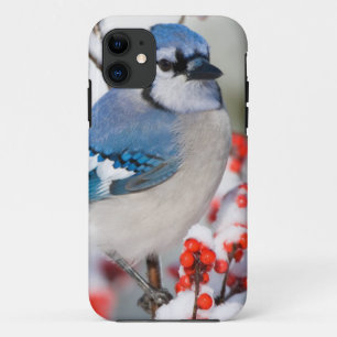 Blue Jay in Common Winterberry iPhone 11 Case