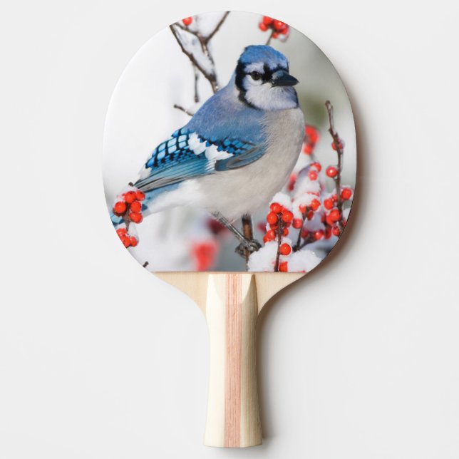 Blue Jay in Common Winterberry Ping Pong Paddle (Front)