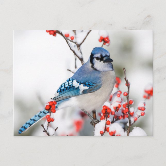 Blue Jay in Common Winterberry Postcard (Front)