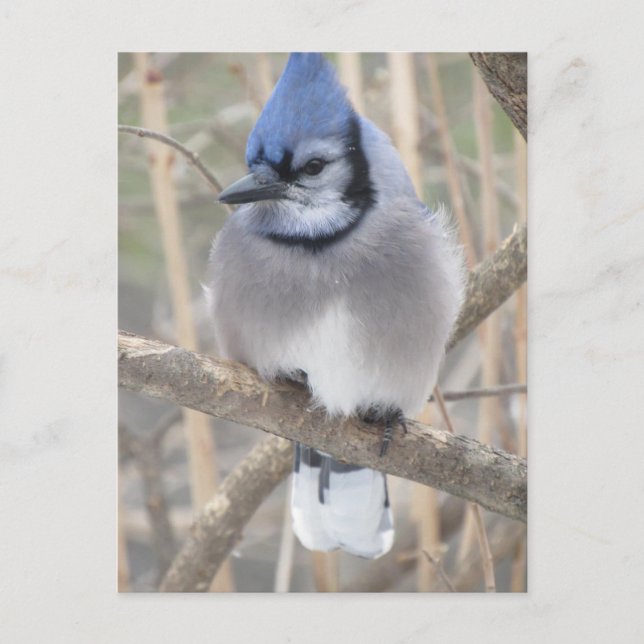 Blue Jay in Elliot Lake Postcard (Front)
