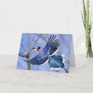 Blue Jay in Flight Greeting Card