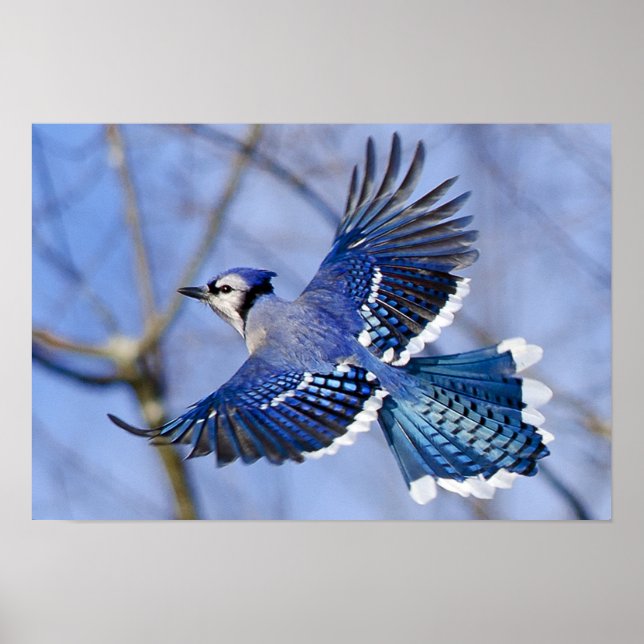 Blue Jay in Flight Poster (Front)