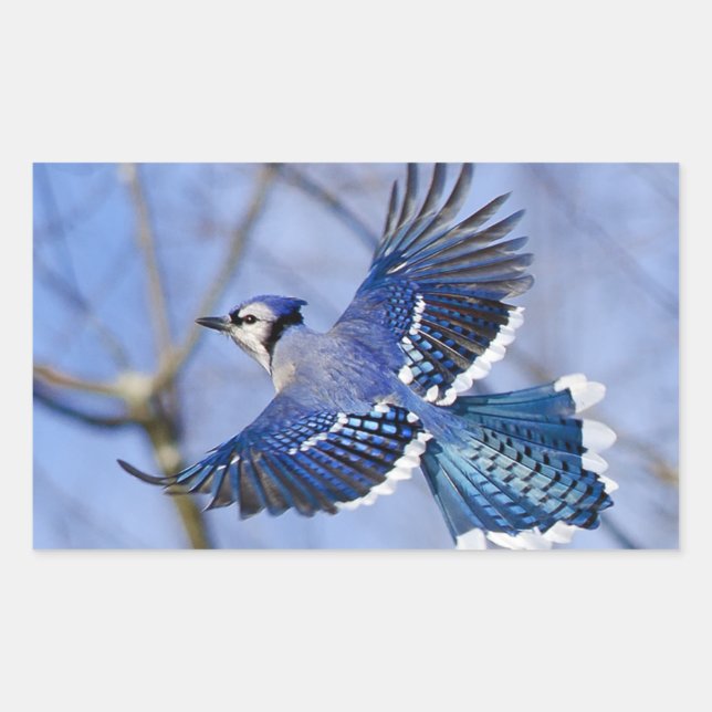Blue Jay in Flight Sticker (Front)