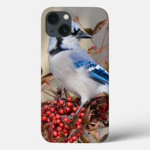 Blue Jay in Nandina Heavenly Bamboo iPhone 13 Case