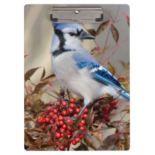 Blue Jay in Nandina Heavenly Bamboo Clipboard