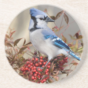 Blue Jay in Nandina Heavenly Bamboo Coaster