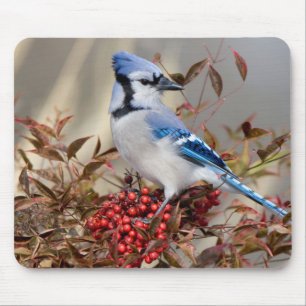 Blue Jay in Nandina Heavenly Bamboo Mouse Pad