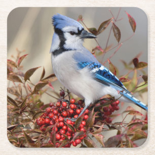 Blue Jay in Nandina Heavenly Bamboo Square Paper Coaster