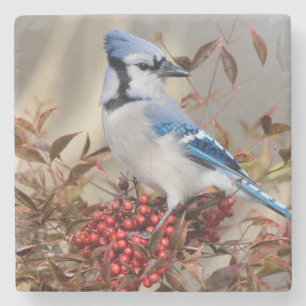 Blue Jay in Nandina Heavenly Bamboo Stone Coaster