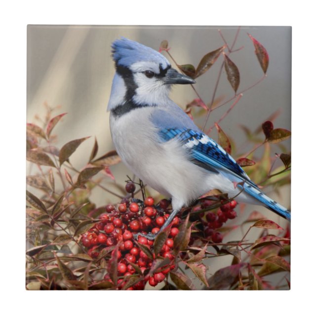 Blue Jay in Nandina Heavenly Bamboo Tile (Front)