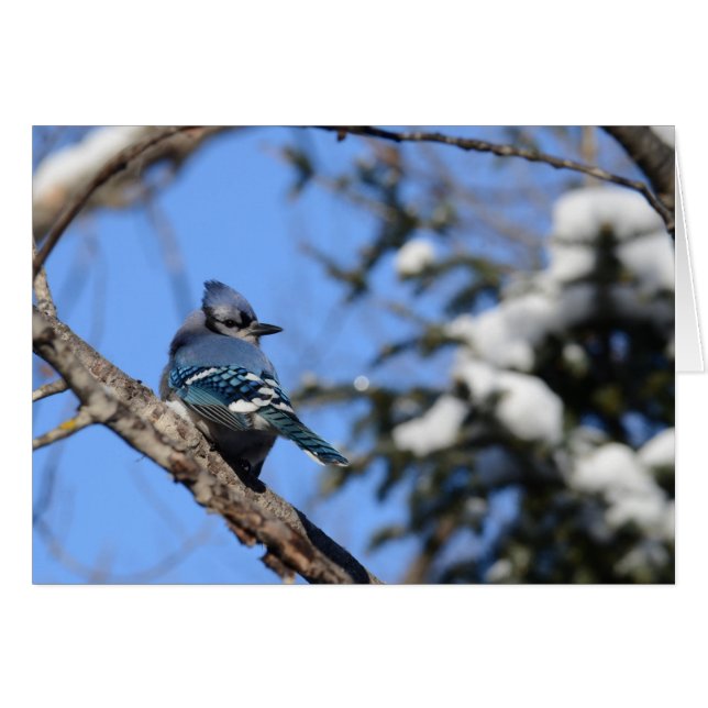 Blue Jay in Snow (Front Horizontal)