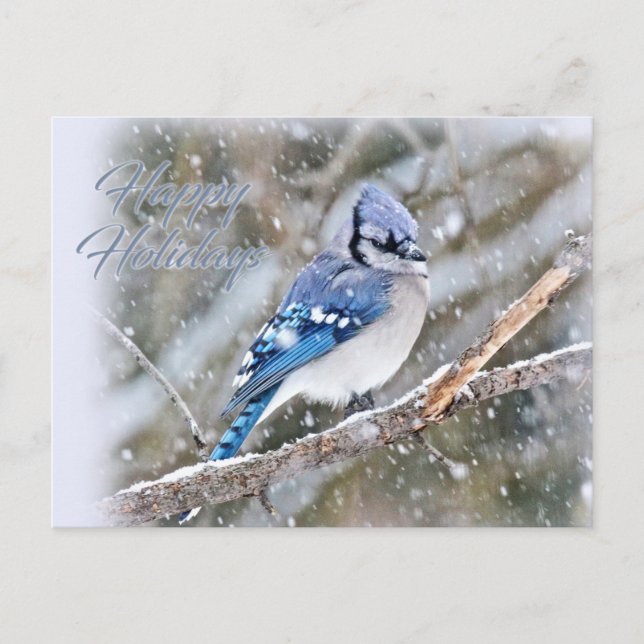 Blue Jay in Snow Christmas Holiday (Front)