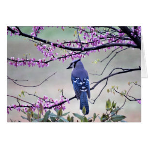 Blue Jay in Spring