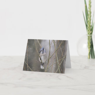 Blue Jay in the Snow Card