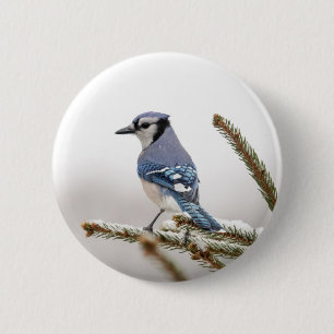 Blue Jay in Winter 6 Cm Round Badge