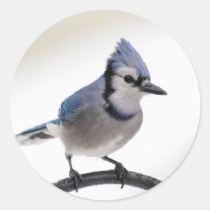 Blue Jay in Winter Classic Round Sticker