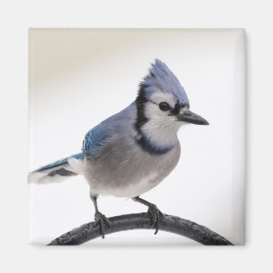 Blue Jay in Winter Magnet
