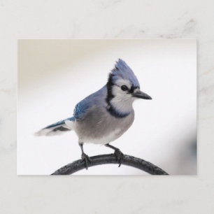 Blue Jay in Winter Postcard