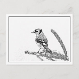 Blue Jay in Winter Postcard