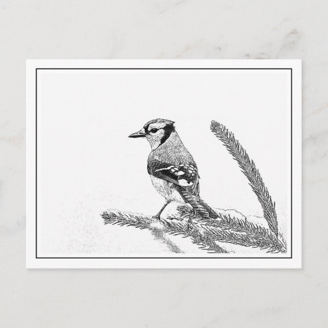 Blue Jay in Winter Postcard (Front)