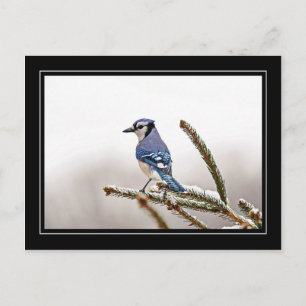 Blue Jay in Winter Postcard