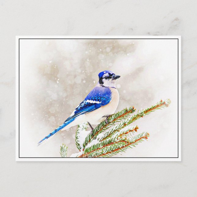 Blue Jay in Winter Postcard (Front)