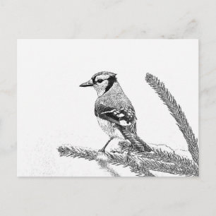Blue Jay in Winter Sketch Postcard