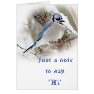 Blue Jay in Winter Snow