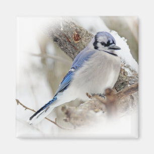 Blue Jay in Winter Snow Magnet