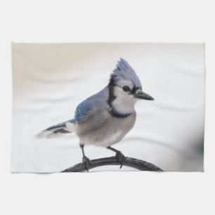 Blue Jay in Winter Tea Towel