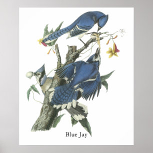 Blue Jay, John Audubon Poster