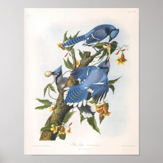 Blue Jay, John James Audubon Fine Art Poster (Front)