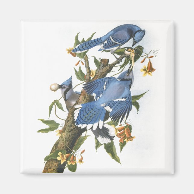 Blue Jay, John James Audubon Magnet (Front)