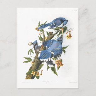Blue Jay, John James Audubon Postcard