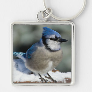 Blue Jay Key Ring