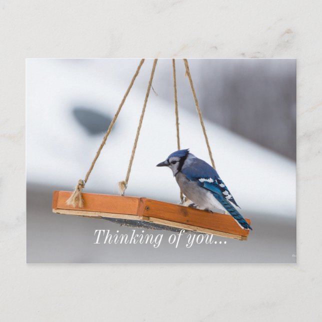 Blue Jay Lunch Postcard (Front)