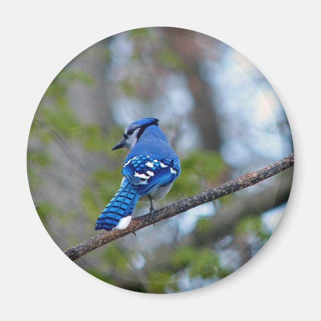 Blue Jay Magnet (Front)