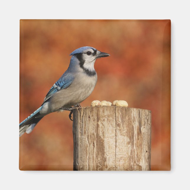 Blue Jay Magnet (Front)