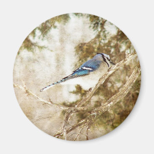 Blue Jay Magnet