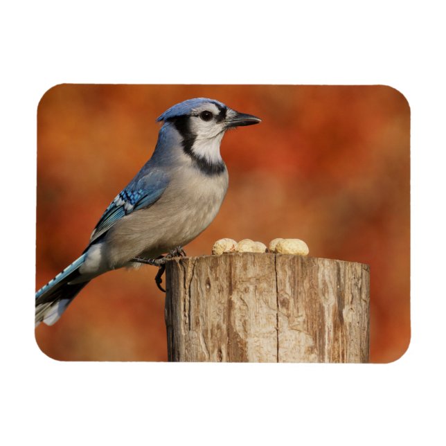 Blue Jay Magnet (Horizontal)