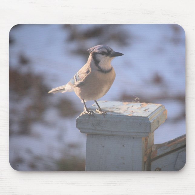 Blue Jay  Mouse Pad (Front)