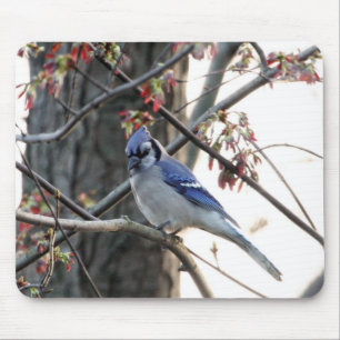 Blue jay mouse pad