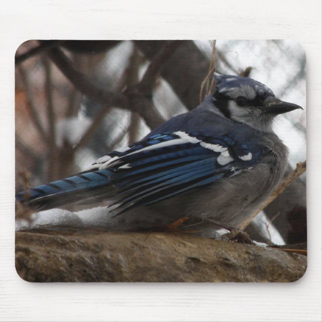 Blue Jay Mouse Pad (Front)
