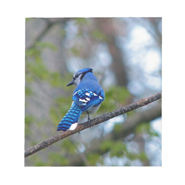 Blue Jay Notepad (Front)