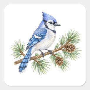 Blue Jay on a Pine Branch Square Sticker