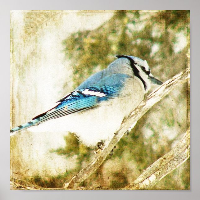 Blue Jay on a Pine Tree Branch Poster (Front)