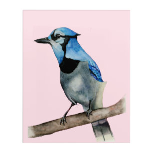 Blue Jay on Branch Watercolor Painting Acrylic Wall Art
